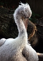 Allwetter Zoo Tiere PICT2295 (115)